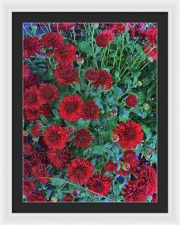 Red Mums - Framed Print