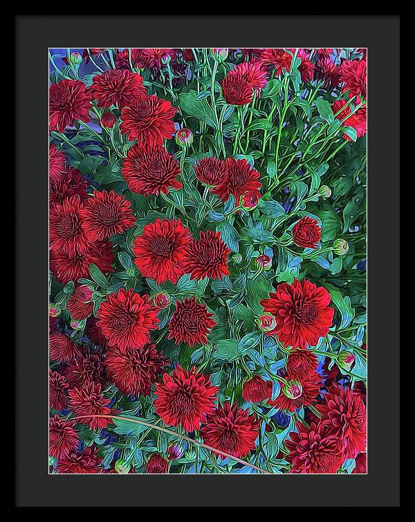 Red Mums - Framed Print