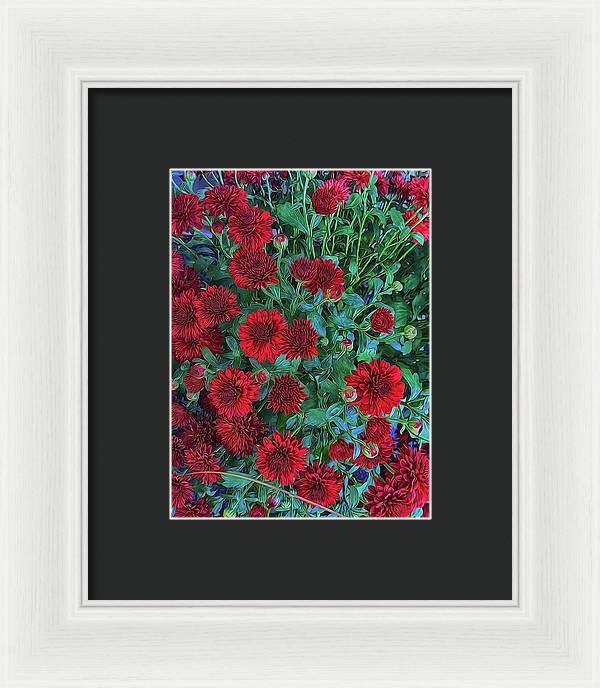 Red Mums - Framed Print