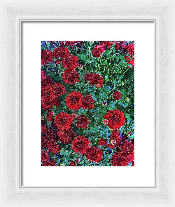 Red Mums - Framed Print