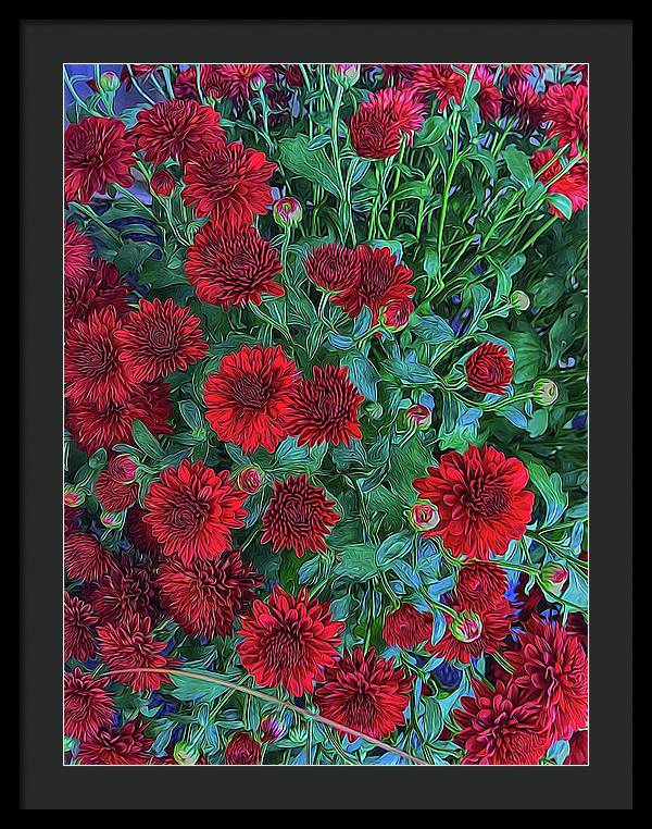 Red Mums - Framed Print
