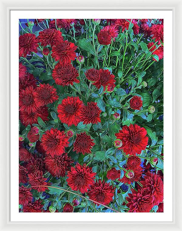 Red Mums - Framed Print