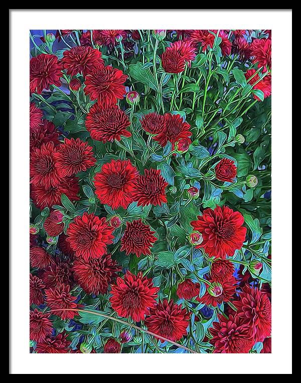 Red Mums - Framed Print
