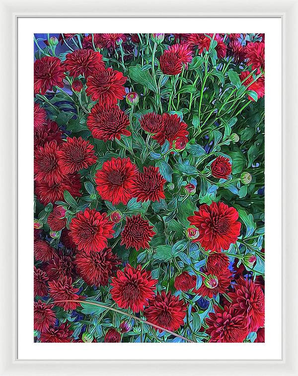 Red Mums - Framed Print