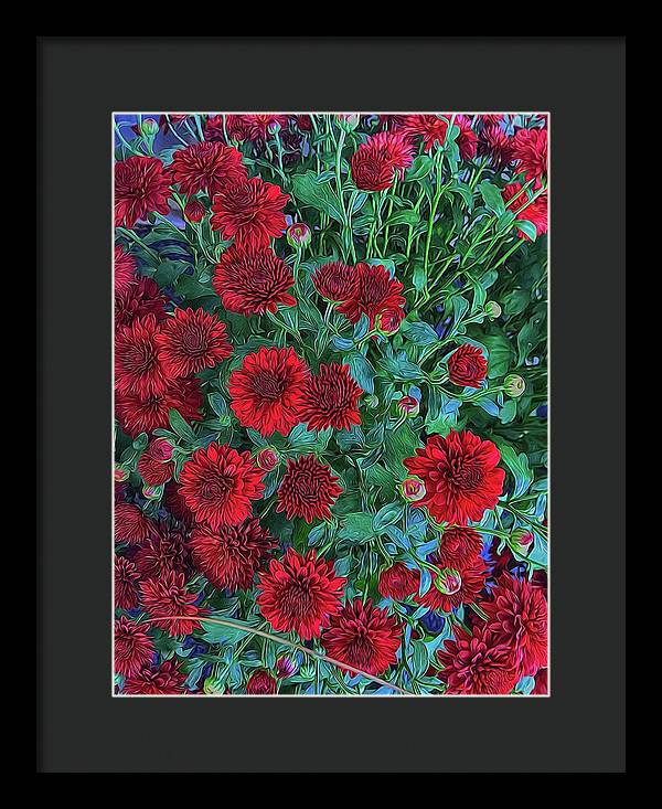 Red Mums - Framed Print