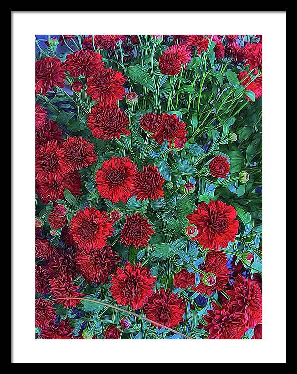 Red Mums - Framed Print