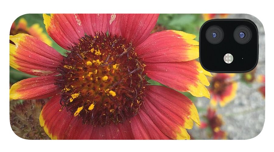 Red Orange Flower With Pollen - Phone Case