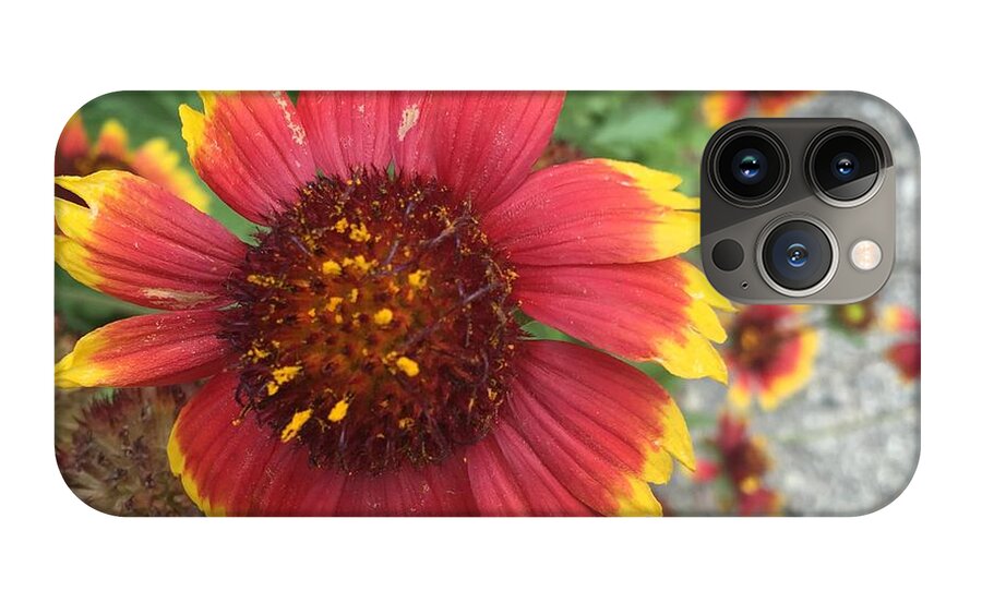 Red Orange Flower With Pollen - Phone Case