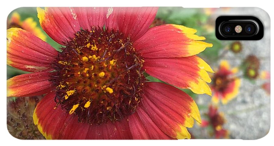 Red Orange Flower With Pollen - Phone Case