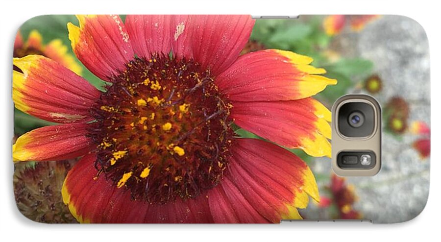 Red Orange Flower With Pollen - Phone Case