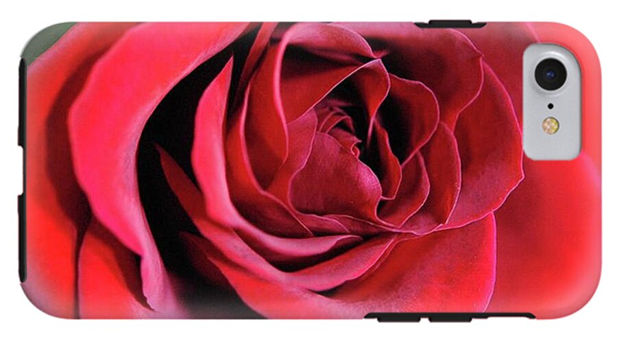 Red Rose Close Up - Phone Case