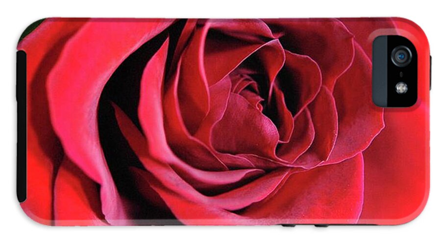 Red Rose Close Up - Phone Case