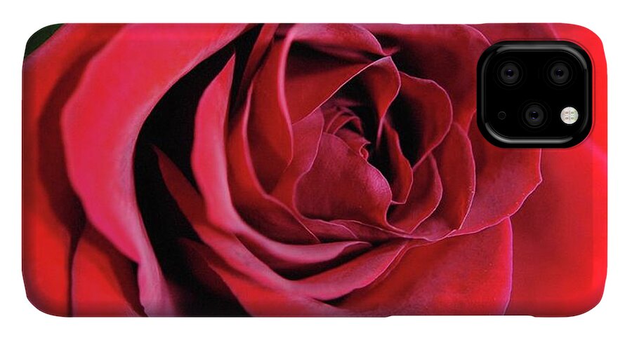 Red Rose Close Up - Phone Case