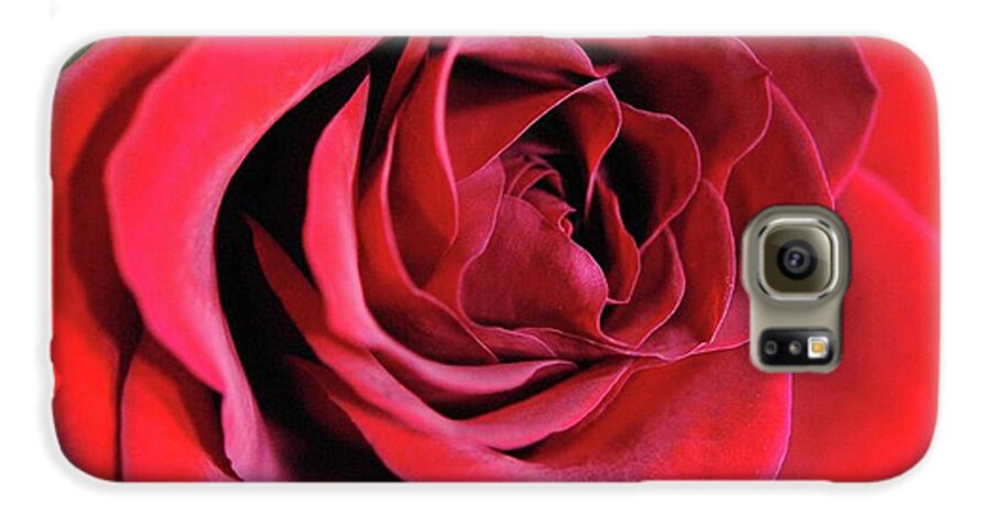 Red Rose Close Up - Phone Case
