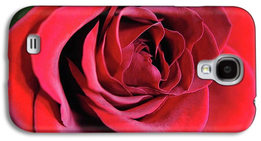 Red Rose Close Up - Phone Case