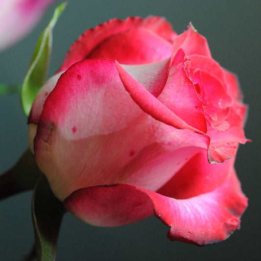 Red and White Rose In Soft Light Digital Image Download