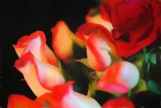 Red and White Roses Collection 4 Digital Image Download