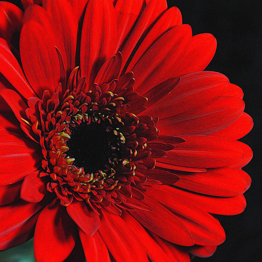 Red Daisy Digital Image Download
