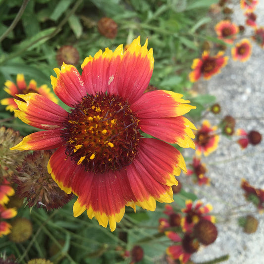 Red Orange Flower With Pollen Digital Image Download