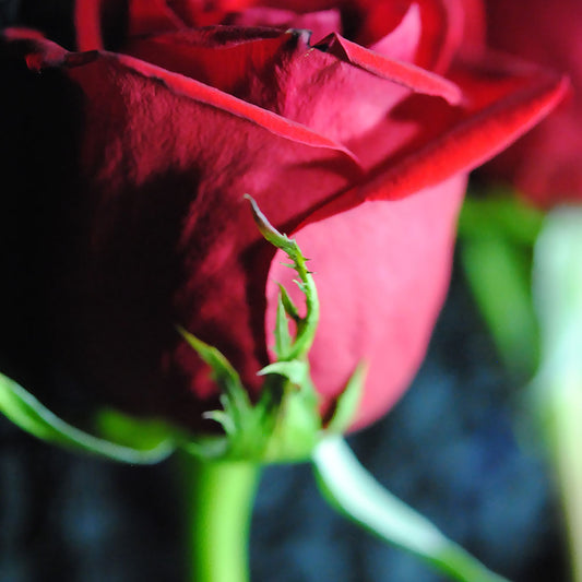 Red Rose Green Stem Digital Image Download
