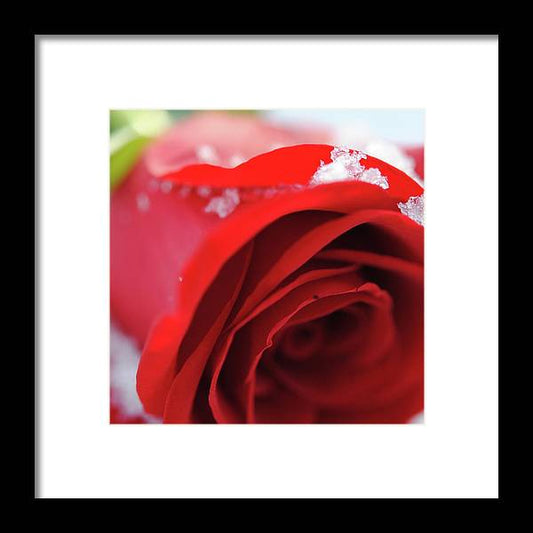 Snow Covered Rose - Framed Print