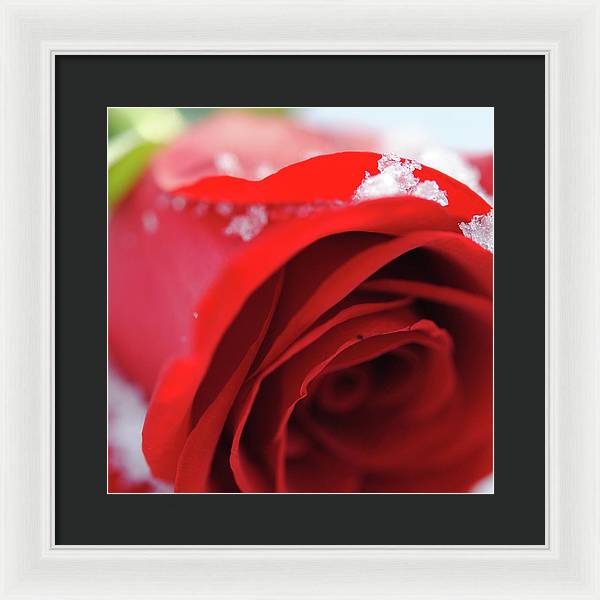Snow Covered Rose - Framed Print