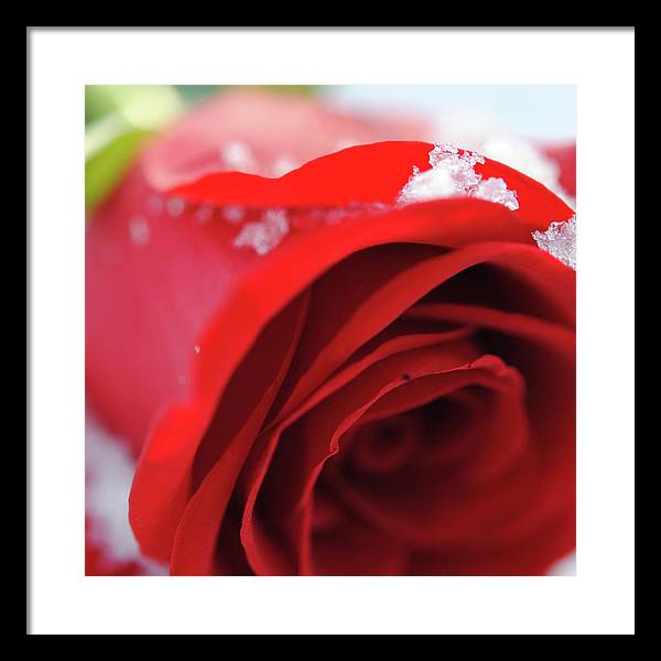 Snow Covered Rose - Framed Print
