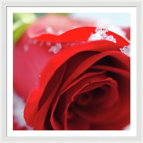 Snow Covered Rose - Framed Print