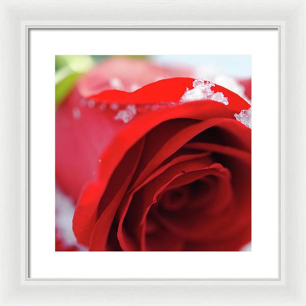 Snow Covered Rose - Framed Print