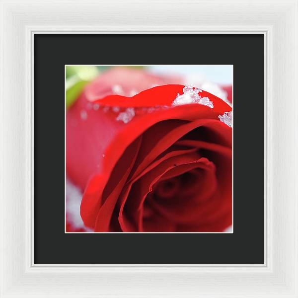 Snow Covered Rose - Framed Print