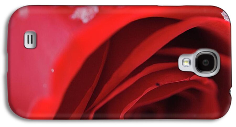 Snow Covered Rose - Phone Case