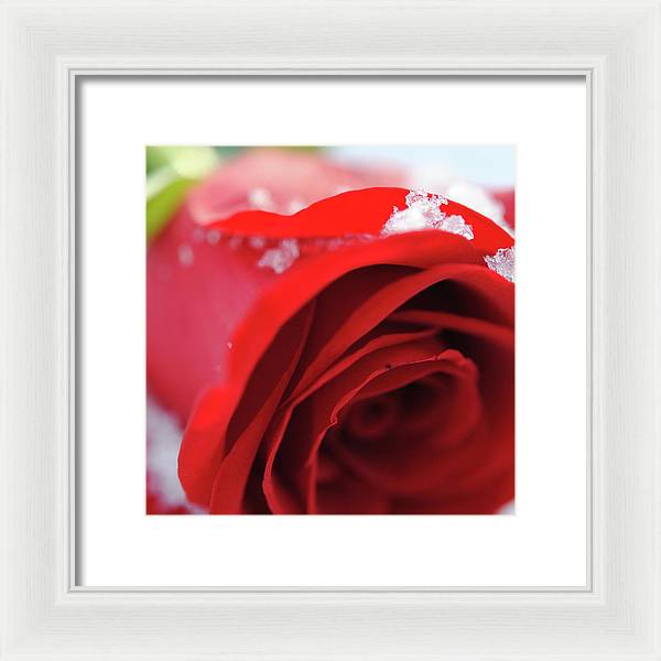 Snow Covered Rose - Framed Print