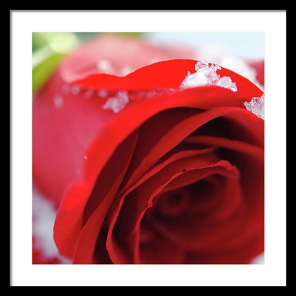 Snow Covered Rose - Framed Print