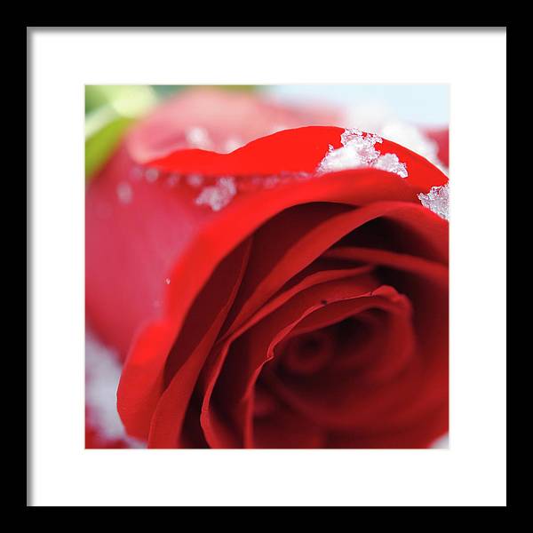 Snow Covered Rose - Framed Print