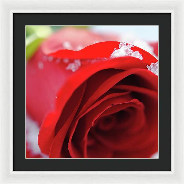 Snow Covered Rose - Framed Print