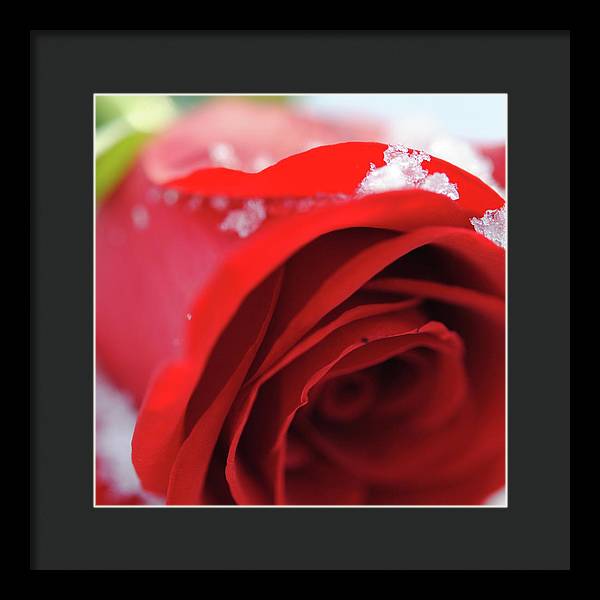 Snow Covered Rose - Framed Print