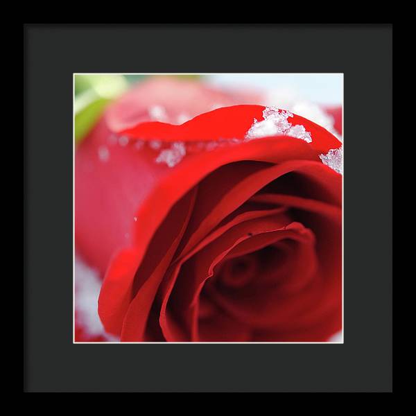 Snow Covered Rose - Framed Print