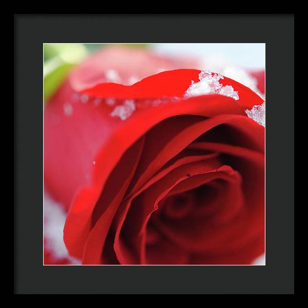 Snow Covered Rose - Framed Print