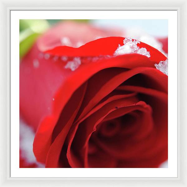 Snow Covered Rose - Framed Print