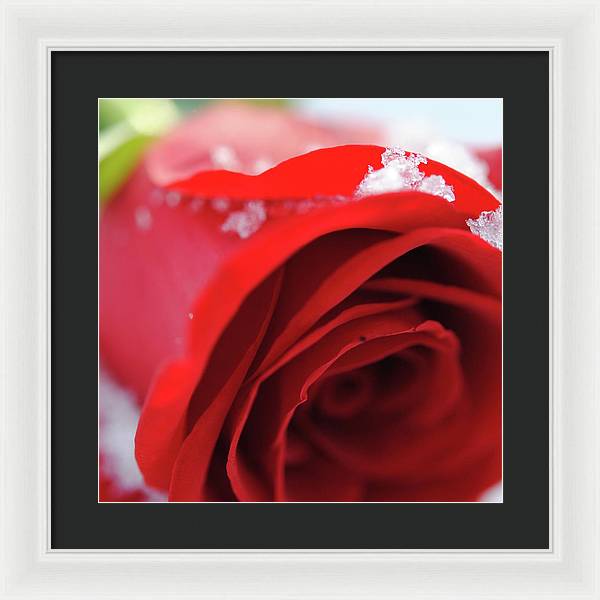 Snow Covered Rose - Framed Print