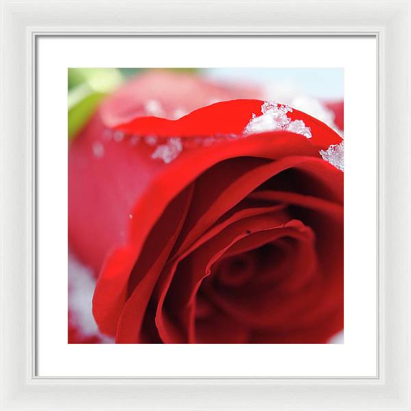 Snow Covered Rose - Framed Print