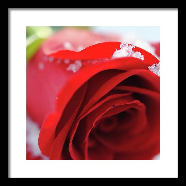 Snow Covered Rose - Framed Print