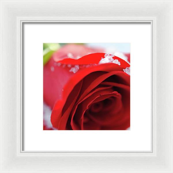 Snow Covered Rose - Framed Print