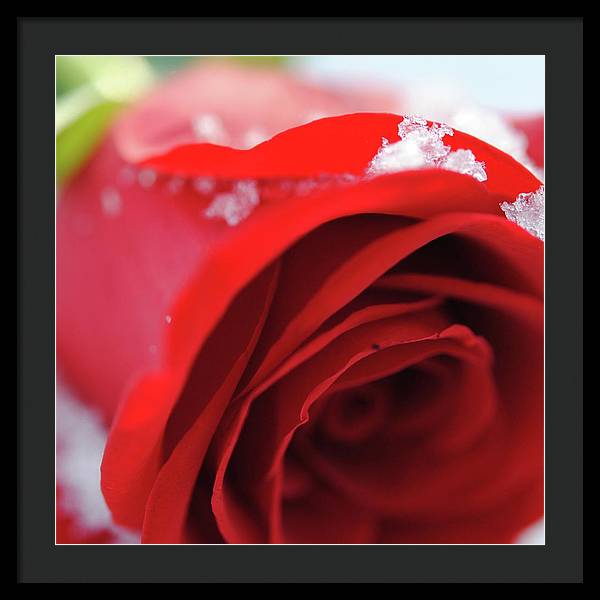 Snow Covered Rose - Framed Print