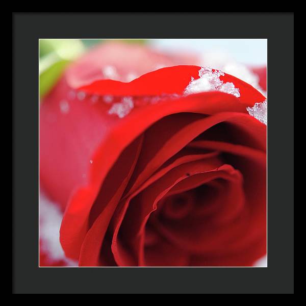 Snow Covered Rose - Framed Print