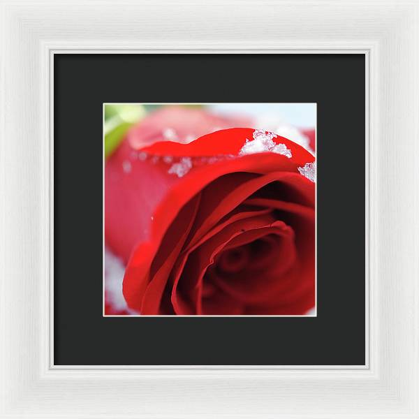 Snow Covered Rose - Framed Print