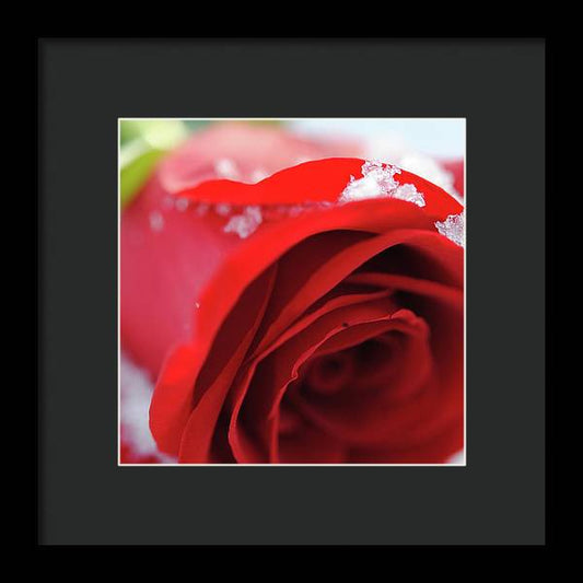 Snow Covered Rose - Framed Print