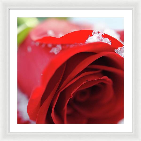 Snow Covered Rose - Framed Print