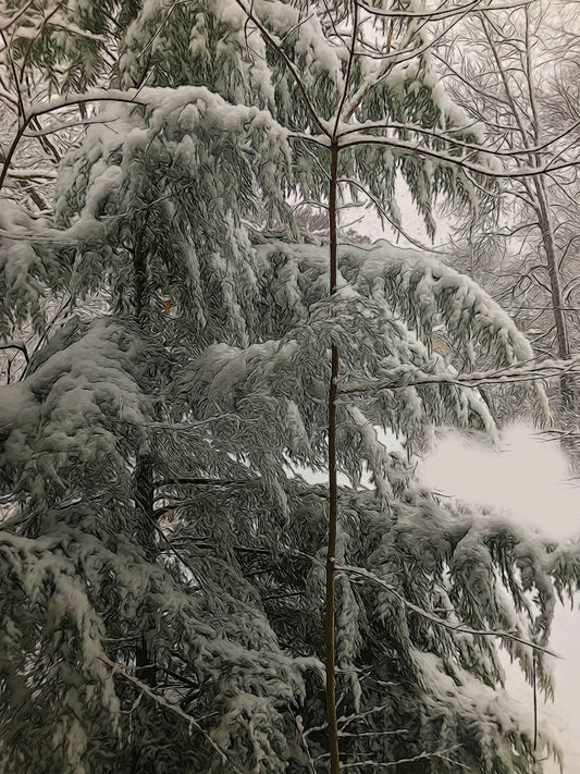 Snow Covered Pine Tree Digital Image Download