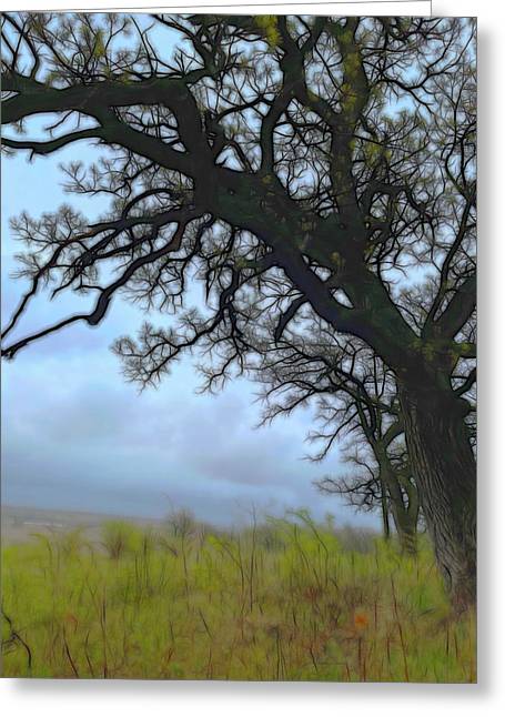 Spring Tree Buds - Greeting Card